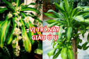 Trồng cây Thiết Mộc Lan thu hút tài lộc, chớ đặt linh tinh, nhớ vị trí này để rước vận may giàu có