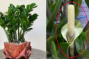 Cây kim tiền kỵ nhất người thuộc 2 mệnh này: Cố tình trồng là dễ nghèo bền vững, của cải trôi hết