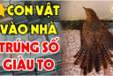 4 con vật Đệ Tử Thần Tài đi tới nhà nào, nhà đó Trúng Số Đổi Vận Giàu To: Đó là con vật gì?