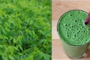 5 công dụng vượt trội của nước ép rau ngót khiến chị em sốt sình sịch