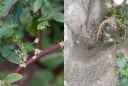 Cây rau dền gai: Cứ tưởng chỉ ăn lá, ai ngờ rễ mới là 'mỏ vàng' giúp nông dân đổi đời
