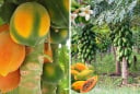 Quả đu đủ dùng thắp hương mang ý nghĩa tài lộc đủ đầy: Vậy có nên trồng cây đu đủ trước nhà?