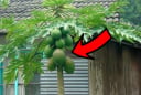Trồng cây đu đủ trước cửa nhà có thu hút Tài Lộc về cho gia chủ không?