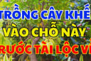 Vị trí trồng khế tốt nhất: Chỉ cần 1 cây ở vị trí này tiền vào như nước, sung túc trọn đời