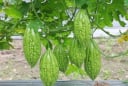 2 loại rau “thần dược” giúp người Nhật sống thọ, rẻ bèo chỉ 5.000 đồng bán đầy chợ Việt