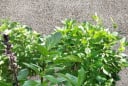 Loại rau quen thuộc 'lên đời' thành Cây cảnh Phong Thủy, trồng 1 chậu nhỏ giúp tăng sức khỏe, Thu Tài hút lộc