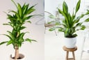Cây Thiết Mộc Lan kỵ với người mệnh này, trồng trong nhà dễ hao tài tán lộc