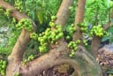 Trồng cây sung có ý nghĩa phong thủy gì? Vì sao người xưa trồng cây sung bên cạnh cây vạn tuế và lộc vừng?