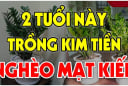 Cây Kim Tiền Hút Tài Lộc:  2 tuổi này tuyệt đối không nên trồng, cây càng xanh người càng suy