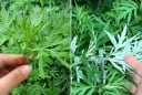 Vì sao các cụ dạy nhà to hay nhỏ, giàu hay nghèo đều nên trồng ngải cứu trước nhà?