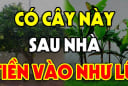 4 loại cây Thần Tài Sủng Ái: Trồng ở nhà nào nhà đó phát tài, giàu có