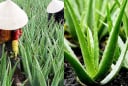Nghề lạ ở Việt Nam: Trồng cây nha đam – “lộc trời” từ cây dại thành đặc sản giải nhiệt mùa hè