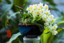 5 loại hoa giúp đánh thức tài lộc, nên đặt ở bàn thờ Thần Tài
