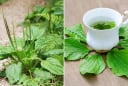 Loại lá đem đun nước uống giúp thải độc, mát gan