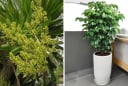 Nhà giàu rất thích trồng 3 loại cây này: Trồng 1 cây trong phòng khách vượng khí dâng cao, tài lộc đổ về