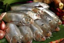 Thấy 7 loại cá này ở chợ phải mua ngay: Dinh dưỡng ngang nhân sâm, rẻ hơn tổ yến, lại không hóa chất