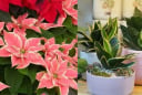 Trồng 5 Loại Cây Này Trước Nhà: rước Tài Lộc, đẹp cửa nhà, lại là 'Thần Dược' cho làn da