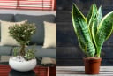3 loại cây đặt phòng khách giúp gia chủ hút lộc tiền vào như nước, nghèo đến mấy cũng nên trồng 1 chậu