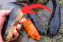 5 loại cá 'ngậm' đầy thủy ngân, chợ bán rẻ cũng đừng dại mua về
