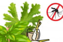 Cách đuổi muỗi tự nhiên không cần phun xịt hóa chất: An toàn – Hiệu quả – Thân thiện môi trường