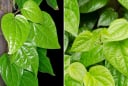 Lá trầu không là vị thuốc quý: Bác sĩ chỉ 7 bài thuốc hay từ lá trầu không