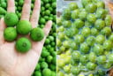 Sấu mua về đừng bỏ ngay vào tủ lạnh, làm theo cách này, để cả năm vẫn tươi ngon