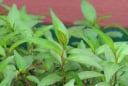 6 loại rau thơm quen thuộc hàng ngày này, có các thành phần chữa bệnh rất tốt mà không phải ai cũng biết