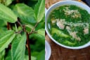 Rau đay – Loại rau dân dã giúp giải nhiệt, bồi bổ mùa hè, giá rẻ như cho