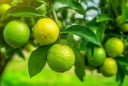 Tổ tiên dạy: Trong nhà có 2 loại cây này, không giàu cũng gặp phúc lộc đầy nhà – Ai cũng nên trồng