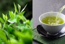1 loại lá trồng đầy vườn quê được ví như 'nhân sâm người nghèo' là 'kè thù' của ung thư