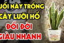 3 tuổi trồng lưỡi hổ Tiền - Tài kéo về, 2 tuổi đại kị trồng là mất Lộc