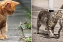 Vì sao mèo nhà rất lành nhưng không bao giờ sợ rắn, kể cả rắn độc?