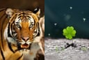 3 con giáp phá bế tắc: Tháng 7 tài vận tụ lại, tháng 8 lương thưởng tang, tháng 9 đỉnh cao viên mãn