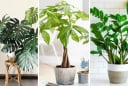5 loại cây 'giữ của, chiêu tài' 10 nhà trồng thì 9 nhà giàu: Nhà bạn có không?