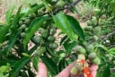 Loại gia vị 'vàng ròng' ở Việt Nam, từng có giá 600.000 đồng/kg, nhà nào cũng nên có