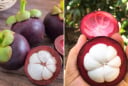 Mẹo chọn măng cụt ngon: Nhìn vào điểm này biết quả nào nhiều múi, căng mọng, vỏ mỏng