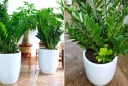 Trong nhà đặt cây kim tiền ở vị trí này là tốt nhất, chỉ cần 1 là tài lộc đến ào ào