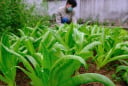 1 Nắm rau này bằng 3 tô canh xương, nấu lên thơm lừng cả bếp