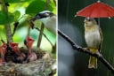 Tổ chim thường hướng lên trời khi mưa bão thì sẽ ra sao? Hóa ra chúng rất thông minh đã tính rất kỹ lưỡng