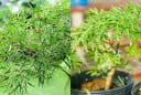 Cây đinh lăng trong phong thủy: Biểu tượng bảo hộ và hút tài lộc trong nhà ở Việt