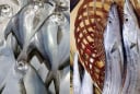 4 loại cá tự nhiên 'không nuôi nổi' nhưng giá rẻ bất ngờ, thịt ngon miễn bàn – gặp là nên mua ngay