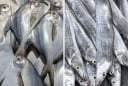 4 loại cá tự nhiên không thể nuôi nhân tạo, giá rẻ: Đi chợ gặp phải mua liền