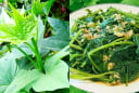 Loại rau trước thường cho lợn ăn nay thành món ăn đồng quê tốt như thần dược, bổ hơn nhân sâm tổ yến