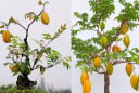 Vì sao người xưa trồng cây khế như biểu tượng Phúc Lộc Sung Túc zvà May Mắn?