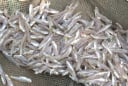 6 loại cá tự nhiên giá rẻ bổ dưỡng như nhân sâm, tổ yến: Gặp là mua ngay kẻo hết