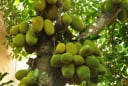 Cảnh báo: Đừng chặt 4 loại cây này trong vườn kẻo 'mất lộc, tán tài'