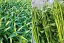 Chuyên gia cảnh báo: Ăn sống những loại rau này rất dễ nhiễm sán