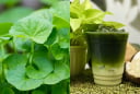 Rau má – rau dại mộc mạc mà “quý như vàng” giúp thanh nhiệt, dưỡng gan, giải nhiệt ngày hè