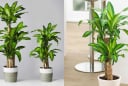 Trồng cây Thiết Mộc Lan thu hút tài lộc nhưng rất kỵ với người này, cẩn trọng để không rước xui xẻo