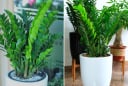Loại nước tốt nhất cho cây kim tiền, mỗi tuần tưới 1 lần, chồi non mọc lên tua tủa